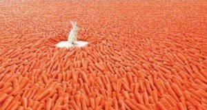 AbundanceCarrot