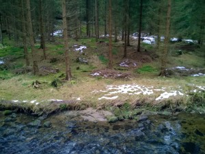 ForestSnowStream